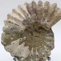 Ammonite Douvilleiceras inaequinodum