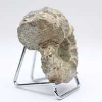 Ammonite Douvilleiceras inaequinodum
