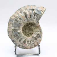 Ammonite Douvilleiceras inaequinodum