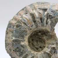 Ammonite Douvilleiceras inaequinodum