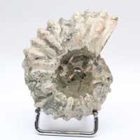 Ammonit Douvilleiceras inaequinodum