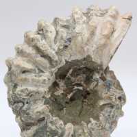 Ammonit Douvilleiceras inaequinodum