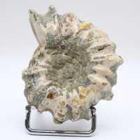 Ammonit Douvilleiceras inaequinodum