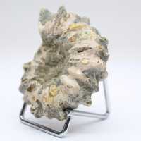 Ammonit Douvilleiceras inaequinodum