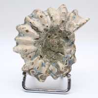 Ammonit Douvilleiceras inaequinodum