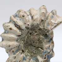 Ammonit Douvilleiceras inaequinodum