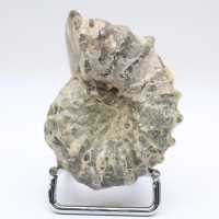 Ammonit Douvilleiceras inaequinodum