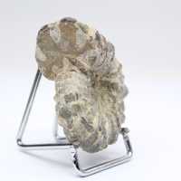 Ammonit Douvilleiceras inaequinodum