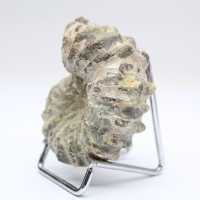 Ammonit Douvilleiceras inaequinodum