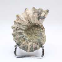 Ammonit Douvilleiceras inaequinodum