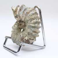 Ammonite Douvilleiceras inaequinodum