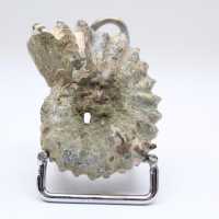 Ammonite Douvilleiceras inaequinodum