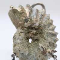 Ammonite Douvilleiceras inaequinodum