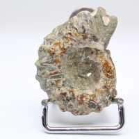Ammonit Douvilleiceras inaequinodum