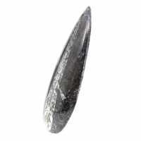 Orthocéras fossile