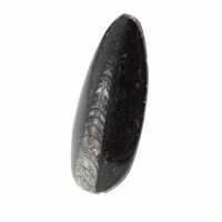 Orthocéras fossile du Maroc