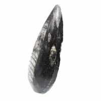 Orthoceras fossile dal Marocco