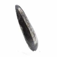 Orthoceras fossile