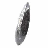Orthoceras fossile dal Marocco