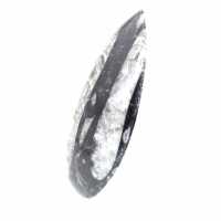 Orthoceras fossile