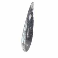 Orthoceras fossile dal Marocco