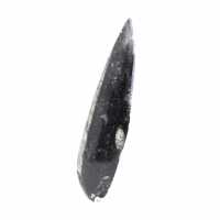 Orthoceras fossile