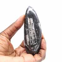 Orthoceras fossile