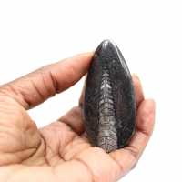 Orthocéras fossile du Maroc