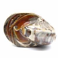 Ammonite Fossile Polie de Madagascar - Décoration et Science Géologique