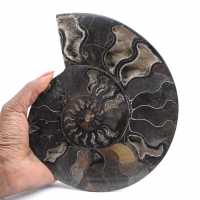 Ammonite Fossile Décorative Polie – Spécimen de Madagascar
