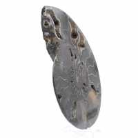 Ammonite Fossile Décorative Polie – Spécimen de Madagascar