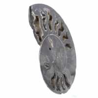 Ammonite Fossile Décoration Naturelle – Spécimen Unique