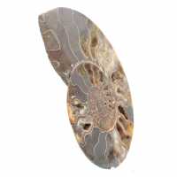 Ammonite Fossil Living Room Decoration – Raw/Polished Geological Specimen