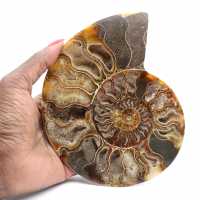 Ammonite Fossile Grande Spirale Polie – Décor Historique