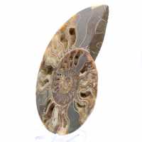 Ammonite Fossile Grande Spirale Polie – Décor Historique