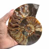 Sawn and Polished Ammonite from Madagascar – Beautiful Display Piece