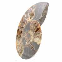Sawn and Polished Ammonite from Madagascar – Beautiful Display Piece
