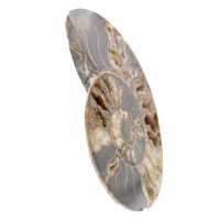 Polished Ammonite for Collectible Furniture – Treasure of Madagascar