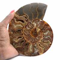 Ammonite Fossile Polie – Trésor Scientifique de Madagascar