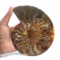 Ammonite Polie Intérieur Structuré – Décoration Minérale