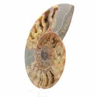 Ammonite Madagascar Sciée – Fossile Authentique pour Collectionneur