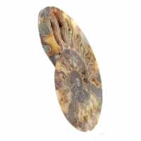 Polished Madagascar Ammonite – Centerpiece for Interior Design