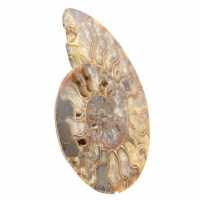 Polished Ornamental Ammonite from Madagascar – Authentic Decor