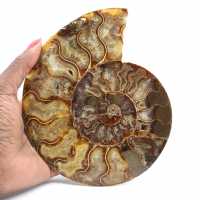 Polished Sawn Ammonite Fossil – Perfect Geometry