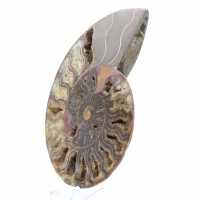 Ammonite Fossile Décoration Intérieure – Spirale Polie