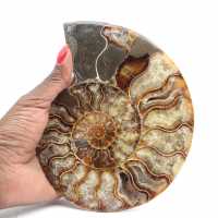 Ammonite Fossile Sciée Polie – Éclat Naturel de Madagascar