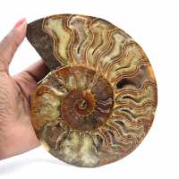 Ammonite Polie Décoration Design – Fossilisation Rare