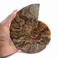 Ammonite Fossile Polie – Authenticité et Harmonie Naturelle