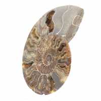 Ammonite Fossile Polie – Authenticité et Harmonie Naturelle