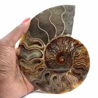 Ammonite Fossile Sciée – Authenticité pour Amateurs de Pierres